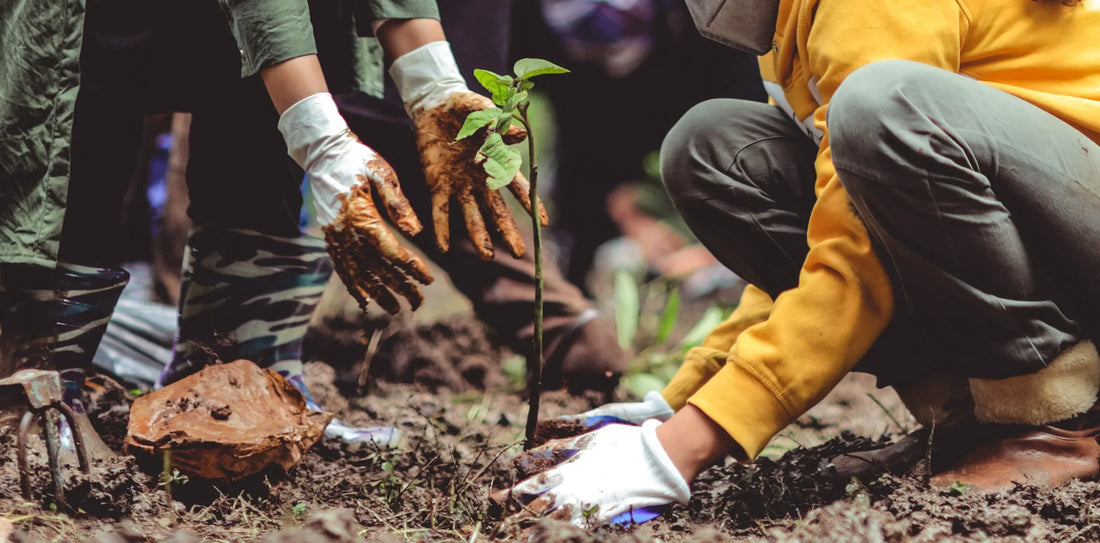 We plant, you plant