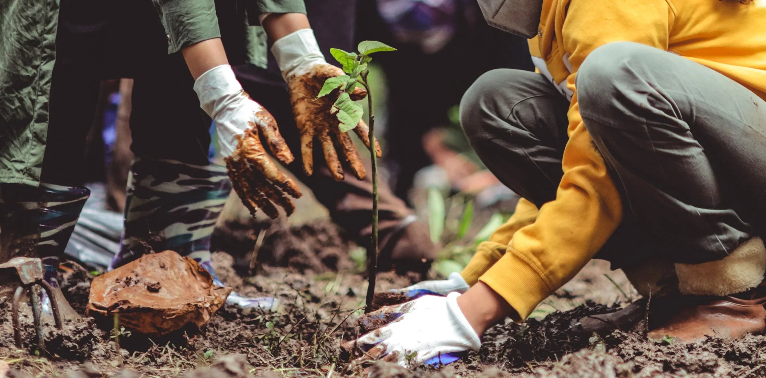 We plant, you plant